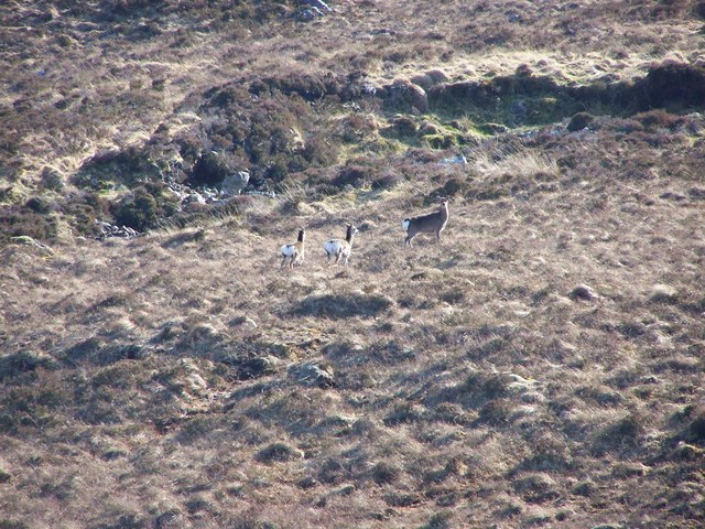 Sika deer on the slopes above the SW side of Loch Shin.