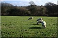 Sheep Grazing on the outskirts of Holsworthy