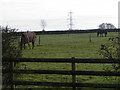 Horses in a field near Hitts Farm