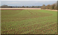 SP3369 : New growth near Cubbington Heath Farm by Robin Stott