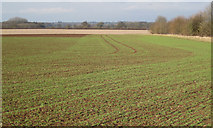 SP3369 : New growth near Cubbington Heath Farm by Robin Stott