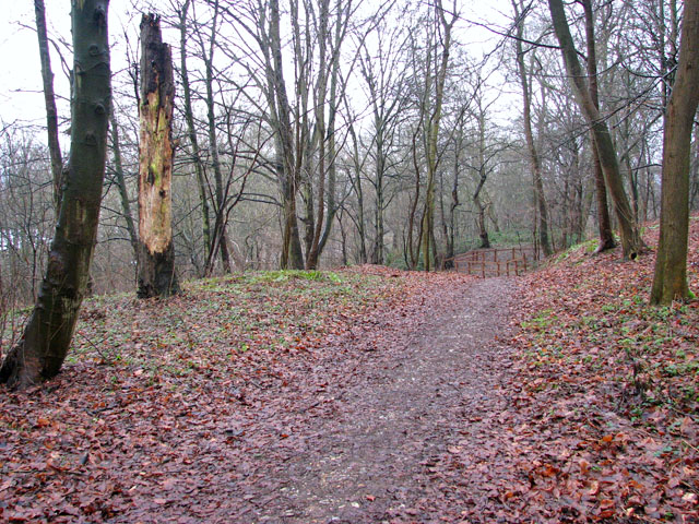 A woodland walk in Whitlingham Country Park