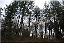TQ7233 : Conifers, Bedgebury Forest by N Chadwick