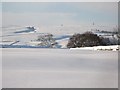 Snowy pastures near Lonkley Head