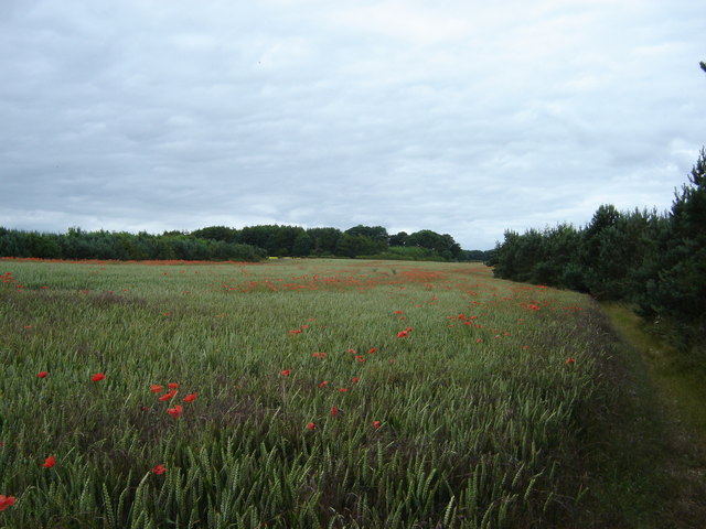 Wheat  and  Poppy  field
