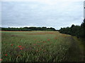SE9475 : Wheat  and  Poppy  field by Martin Dawes