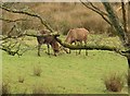 Stags fighting, Westcombe