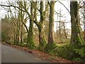 Roadside beeches, Blackdown Hills