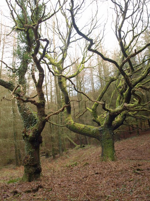 Trees, Luxhay Wood