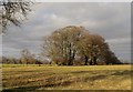 ST1817 : Beech trees, Leigh Hill by Derek Harper