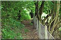 Taith Clwyd squeezed between a fence and woodland