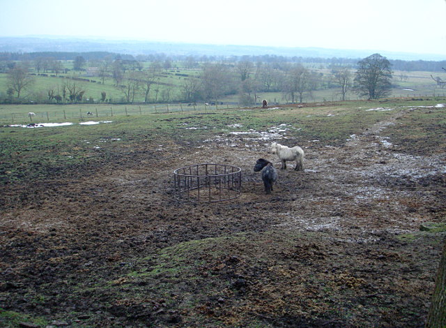 Ponies at Gallow Hill