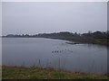 Wildfowl on Lisvane reservoir, Cardiff