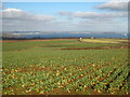 Field on Roskruge Beacon