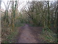 Footpath through woodland