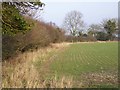 Hedge near Woodyates