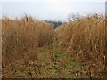 Elephant Grass at Meynell Hall