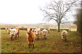 Cattle beside Calcutt Spinney