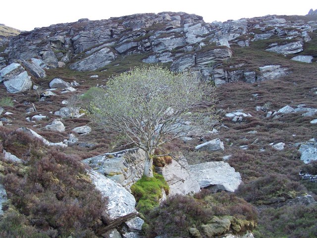 Precariously growing tree in rock cleft, above Loch Coire na Saidhe Duibhe on NE flank of Ben Hee.