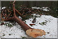 Fallen wood at Nethy Bridge