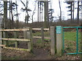 Woodland footpath Newton Aycliffe