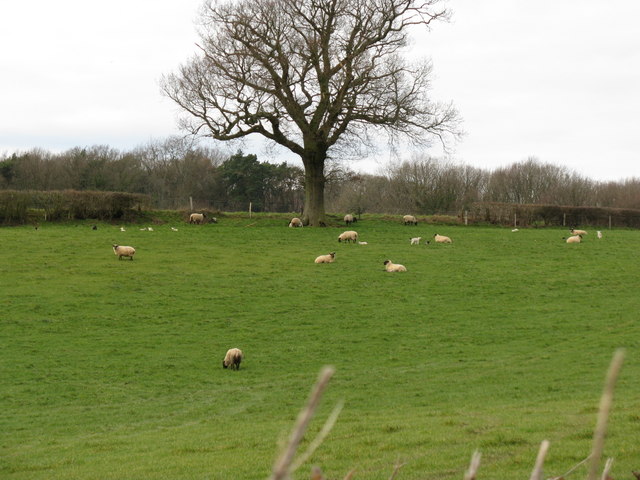 Lambs near Northchapel