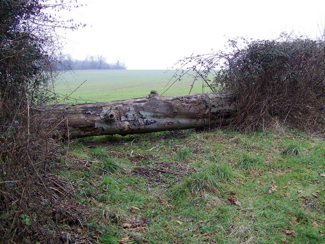 Tree trunk near Damerham