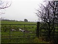 Tully Townland