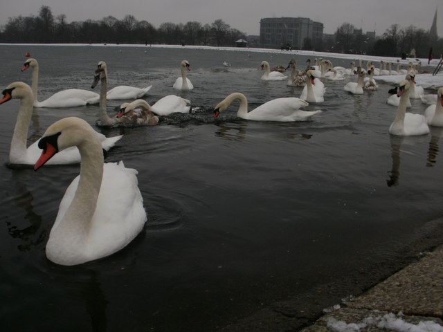 Cold survivors - swans on the Round Pond