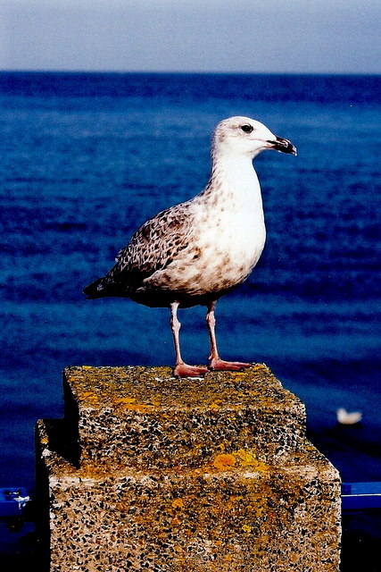 Douglas Bay - Loch Promenade - Sea gull 