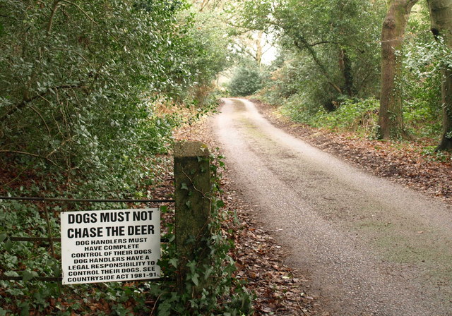 Dogs must not chase the deer