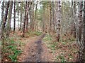 Woodland path near Lower Burtons