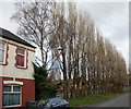 Henson Street trees, Newport