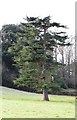 Tree in the grounds of Croydon Hall