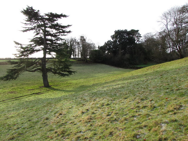 Single tree in the valley east of Croydon Hall