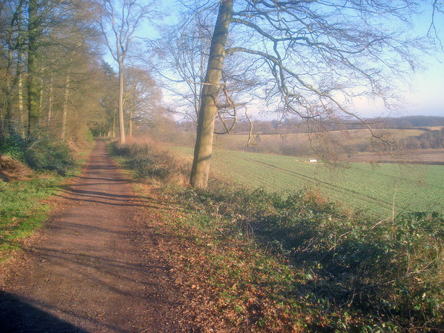 Forestry track at Chase End