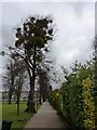 Mistletoe-laden lime tree, Montpellier Gardens, Cheltenham