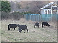 Black Sheep, south of the A39, Washford