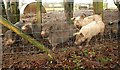 Piglets, Bagley Green