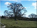 Tree against sky