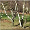 Birch Trees near Halfpenny Green, Staffordshire