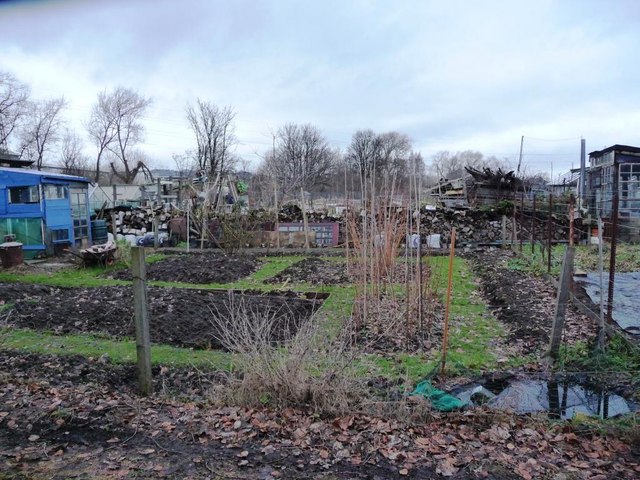 One of the Saughton Mains allotments