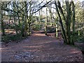 SO8383 : Woodland on side of Kinver Edge by P L Chadwick