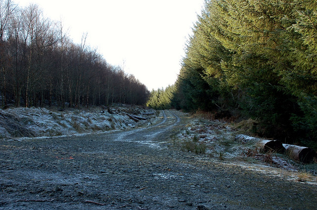 Track junction, Yair Forest