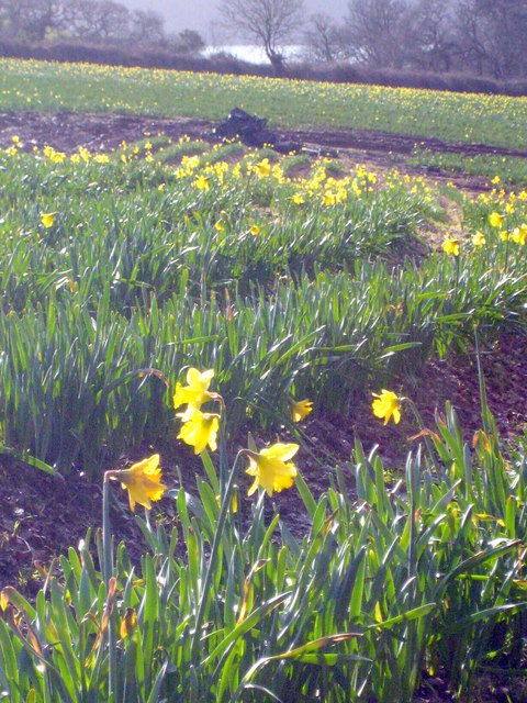 Daffodil field at Nansidwell