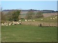 Sheep near Manton