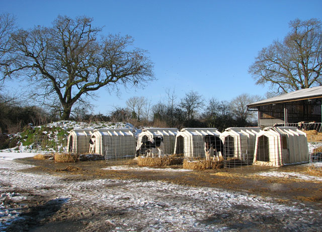 Dairy calves at Nene Valley Farm