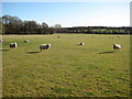 Sheep near Laughern Hill