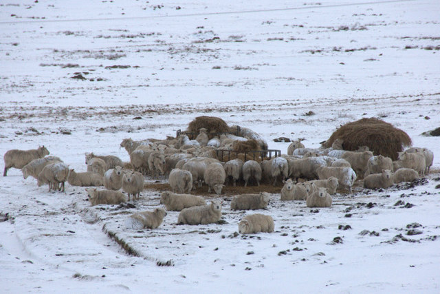 Sheep feeding station, Baltasound
