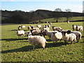 SO7457 : Sheep at Berrow Green by Philip Halling